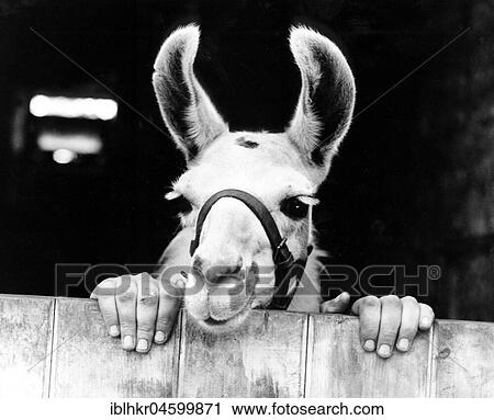 Donkey, with human hands, England, Great Britain View Large Photo Image Stock Image - Donkey, with human hands, England, Great Britain. Fotosearch