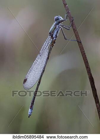 Dragonfly, Emerald Damselfly (Lestes sponsa) in morning dew, NSG Moosheide, Stukenbrock-Senne, North Rhine-Westphalia View Large Photo Image Picture - Dragonfly, Emerald Damselfly (Lestes sponsa) in morning dew, NSG Moosheide, Stukenbrock-Senne, North Rhine-Westphalia. Fotosearch