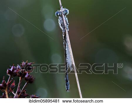 Dragonfly, Emerald Damselfly (Lestes sponsa) in morning dew, NSG Moosheide, Stukenbrock-Senne, North Rhine-Westphalia View Large Photo Image Stock Image - Dragonfly, Emerald Damselfly (Lestes sponsa) in morning dew, NSG Moosheide, Stukenbrock-Senne, North Rhine-Westphalia. Fotosearch