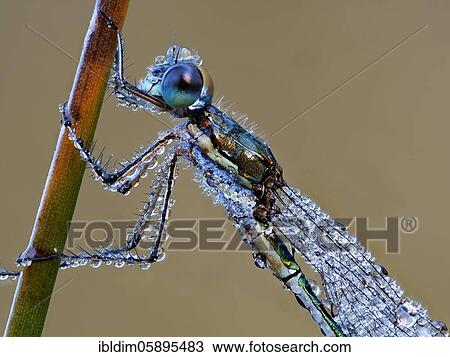 Dragonfly, Emerald Damselfly (Lestes sponsa) in morning dew, NSG Moosheide, Stukenbrock-Senne, North Rhine-Westphalia View Large Photo Image Stock Image - Dragonfly, Emerald Damselfly (Lestes sponsa) in morning dew, NSG Moosheide, Stukenbrock-Senne, North Rhine-Westphalia. Fotosearch