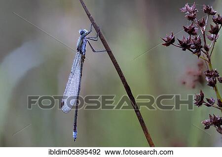 Dragonfly, Emerald Damselfly (Lestes sponsa) in morning dew, NSG Moosheide, Stukenbrock-Senne, North Rhine-Westphalia View Large Photo Image Stock Image - Dragonfly, Emerald Damselfly (Lestes sponsa) in morning dew, NSG Moosheide, Stukenbrock-Senne, North Rhine-Westphalia. Fotosearch