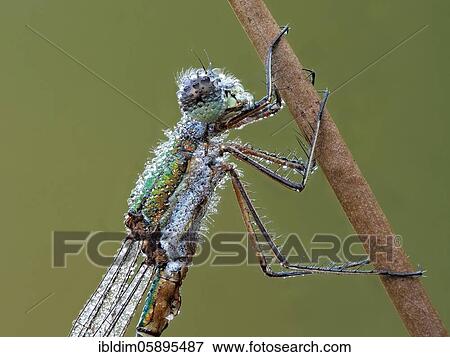 Dragonfly, Emerald Damselfly (Lestes sponsa) in morning dew, NSG Moosheide, Stukenbrock-Senne, North Rhine-Westphalia View Large Photo Image Stock Photo - Dragonfly, Emerald Damselfly (Lestes sponsa) in morning dew, NSG Moosheide, Stukenbrock-Senne, North Rhine-Westphalia. Fotosearch