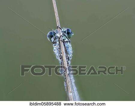Dragonfly, Emerald Damselfly (Lestes sponsa) in morning dew, NSG Moosheide, Stukenbrock-Senne, North Rhine-Westphalia View Large Photo Image Stock Photo - Dragonfly, Emerald Damselfly (Lestes sponsa) in morning dew, NSG Moosheide, Stukenbrock-Senne, North Rhine-Westphalia. Fotosearch