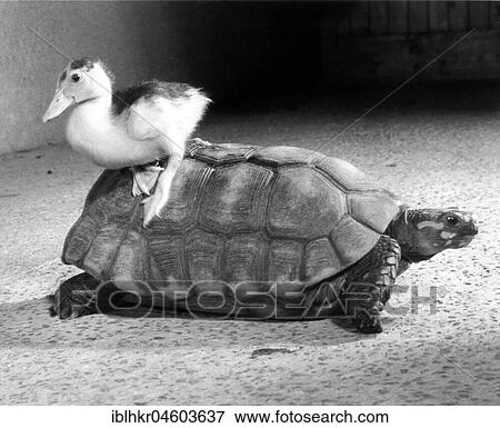 Duck plays with turtle, England, Great Britain View Large Photo Image Stock Photo - Duck plays with turtle, England, Great Britain. Fotosearch