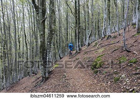E-Mountainbiker rides on a slope in the forest, Bogno, Ticino, Switzerland, Europe View Large Photo Image Stock Photo - E-Mountainbiker rides on a slope in the forest, Bogno, Ticino, Switzerland, Europe. Fotosearch