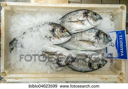 Edible fish for sale, Dorads, Fish on ice, Rethymno, Crete, Greece, Europe View Large Photo Image Stock Photo - Edible fish for sale, Dorads, Fish on ice, Rethymno, Crete, Greece, Europe. Fotosearch
