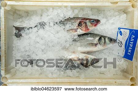 Edible fish for sale, fish on ice, Rethymno, Crete, Greece, Europe View Large Photo Image Stock Photo - Edible fish for sale, fish on ice, Rethymno, Crete, Greece, Europe. Fotosearch