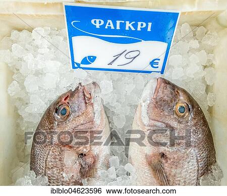 Edible fish for sale, fish on ice, Rethymno, Crete, Greece, Europe View Large Photo Image Stock Photograph - Edible fish for sale, fish on ice, Rethymno, Crete, Greece, Europe. Fotosearch