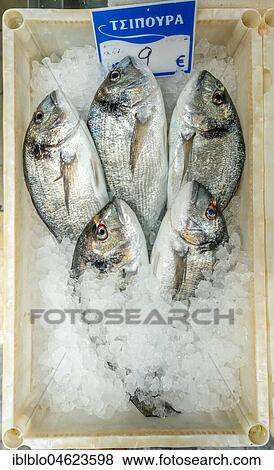 Stock Photo - Edible fish for sale, gilthead seabreams, fish on ice, Rethymno, Crete, Greece, Europe. Fotosearch