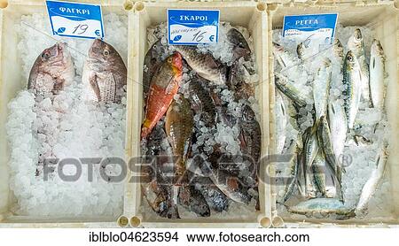 Edible fish for sale, sea bream, herring, fish on ice, Rethymno, Crete, Greece, Europe View Large Photo Image Picture - Edible fish for sale, sea bream, herring, fish on ice, Rethymno, Crete, Greece, Europe. Fotosearch