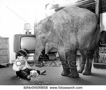 Elephant and child in the living room, England, Great Britain View Large Photo Image Stock Photo - Elephant and child in the living room, England, Great Britain. Fotosearch