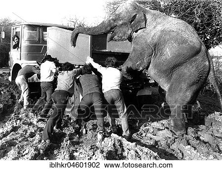 Elephant and men push a car out of the mud, England, Great Britain View Large Photo Image Stock Image - Elephant and men push a car out of the mud, England, Great Britain. Fotosearch