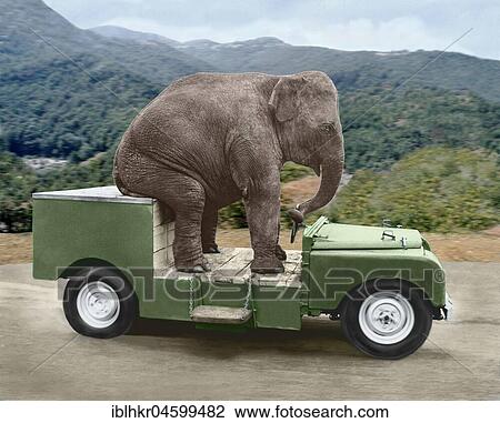 Elephant drives a car, England, Great Britain View Large Photo Image Stock Image - Elephant drives a car, England, Great Britain. Fotosearch