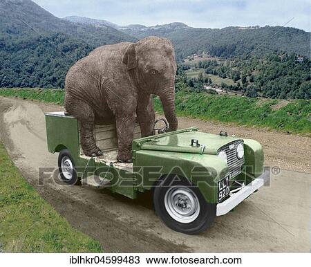 Stock Image - Elephant drives a car, England, Great Britain. Fotosearch