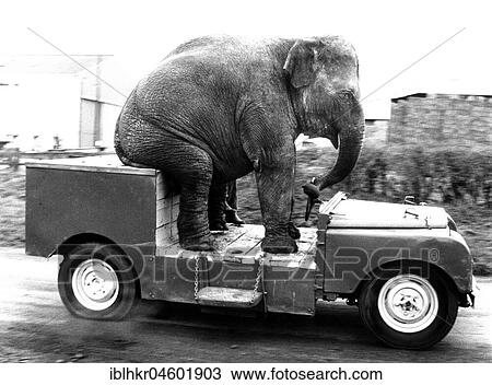 Elephant drives a car, England, Great Britain View Large Photo Image Stock Image - Elephant drives a car, England, Great Britain. Fotosearch
