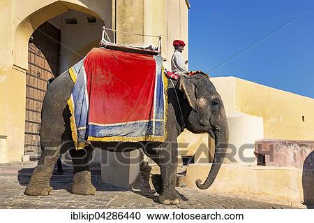 Stock Image - Elephant for carrying tourists up to Amber Fort, near Jaipur, Rajasthan, India, Asia. Fotosearch
