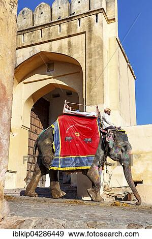 Elephant for carrying tourists up to Amber Fort, near Jaipur, Rajasthan, India, Asia View Large Photo Image Stock Photo - Elephant for carrying tourists up to Amber Fort, near Jaipur, Rajasthan, India, Asia. Fotosearch