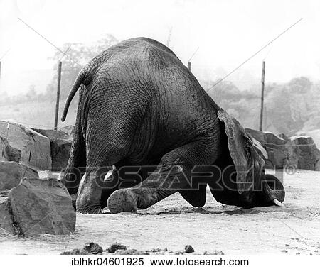 Elephant has fallen, England, Great Britain View Large Photo Image Stock Photography - Elephant has fallen, England, Great Britain. Fotosearch