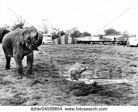 Elephant holds hammock, England, Great Britain View Large Photo Image Picture - Elephant holds hammock, England, Great Britain. Fotosearch
