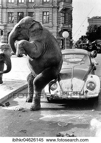 Elephant on VW, ca. 1950, exact place unknown, Cuba, Caribbean, Central America View Large Photo Image Stock Photography - Elephant on VW, ca. 1950, exact place unknown, Cuba, Caribbean, Central America. Fotosearch