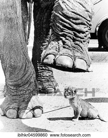 Stock Image - Elephant over baby lion, England, Great Britain. Fotosearch