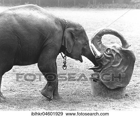 Stock Photo - Elephant plays with elephant head, England, Great Britain. Fotosearch