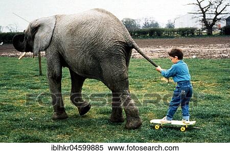 Elephant pulls child, England, Great Britain View Large Photo Image Stock Photography - Elephant pulls child, England, Great Britain. Fotosearch