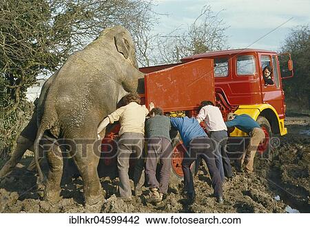 Elephant pushes a car with men out of mud, England, Great Britain View Large Photo Image Stock Image - Elephant pushes a car with men out of mud, England, Great Britain. Fotosearch