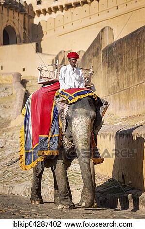 Stock Image - Elephant riding for tourists in front of the Amber Fort, Jaipur, Rajasthan. Fotosearch