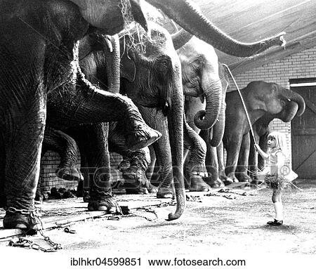 Stock Image - Elephant tamer, England, Great Britain. Fotosearch