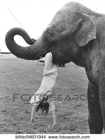 Picture - Elephant with child in mouth, England, Great Britain. Fotosearch