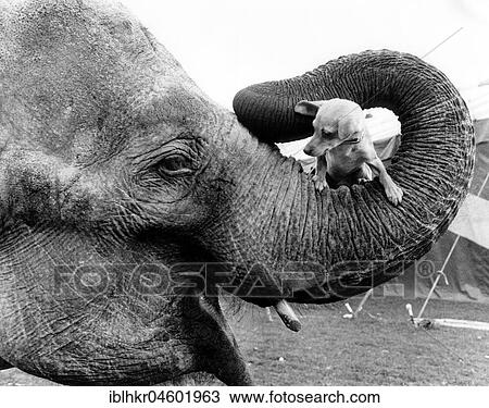 Elephant with dog in trunk, England, Great Britain View Large Photo Image Stock Image - Elephant with dog in trunk, England, Great Britain. Fotosearch