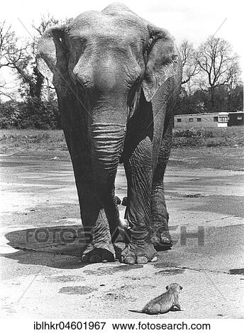 Stock Photo - Elephant with small lion, England, Great Britain. Fotosearch
