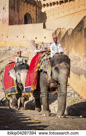 Elephants for tourists in front of the Amber Fort, Jaipur, Rajasthan, India, Asia View Large Photo Image Picture - Elephants for tourists in front of the Amber Fort, Jaipur, Rajasthan, India, Asia. Fotosearch