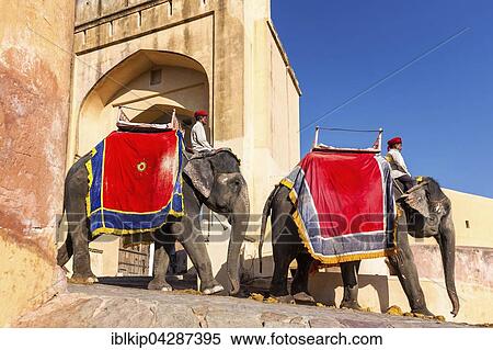 Stock Photography - Elephants for tourists in front of the Amber Fort, Jaipur, Rajasthan, India, Asia. Fotosearch