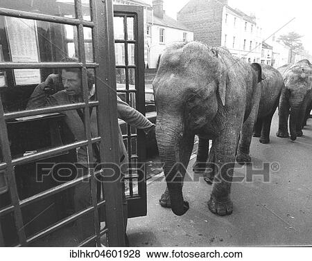 Stock Photo - Elephants in front of telephone booth, England, Great Britain. Fotosearch