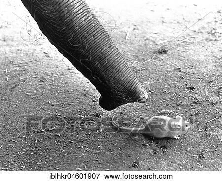 Elephant's trunk with white mouse, England, Great Britain View Large Photo Image Stock Photo - Elephant's trunk with white mouse, England, Great Britain. Fotosearch