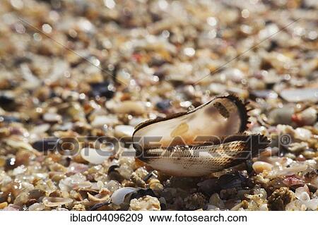Empty shell on a gravel beach View Large Photo Image Stock Photo - Empty shell on a gravel beach. Fotosearch