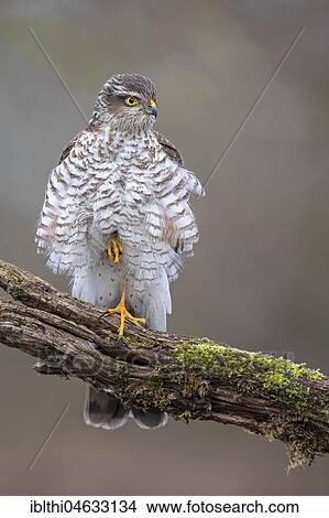 Eurasian sparrowhawk (Accipiter nisus), female sitting fluffed up on branch, biosphere reserve Mittelelbe, Saxony-Anhalt, Germany, Europe View Large Photo Image Picture - Eurasian sparrowhawk (Accipiter nisus), female sitting fluffed up on branch, biosphere reserve Mittelelbe, Saxony-Anhalt, Germany, Europe. Fotosearch