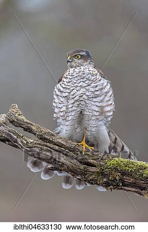 Eurasian sparrowhawk (Accipiter nisus), female sitting fluffed up on branch, biosphere reserve Mittelelbe, Saxony-Anhalt, Germany, Europe View Large Photo Image Stock Image - Eurasian sparrowhawk (Accipiter nisus), female sitting fluffed up on branch, biosphere reserve Mittelelbe, Saxony-Anhalt, Germany, Europe. Fotosearch