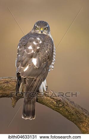 Eurasian sparrowhawk (Accipiter nisus), female sitting on branch, biosphere reserve Mittelelbe, Saxony-Anhalt, Germany, Europe View Large Photo Image Stock Image - Eurasian sparrowhawk (Accipiter nisus), female sitting on branch, biosphere reserve Mittelelbe, Saxony-Anhalt, Germany, Europe. Fotosearch