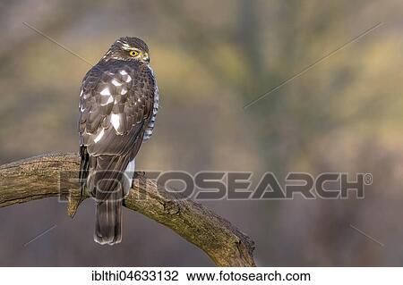 Eurasian sparrowhawk (Accipiter nisus), female sitting on branch, biosphere reserve Mittelelbe, Saxony-Anhalt, Germany, Europe View Large Photo Image Stock Image - Eurasian sparrowhawk (Accipiter nisus), female sitting on branch, biosphere reserve Mittelelbe, Saxony-Anhalt, Germany, Europe. Fotosearch