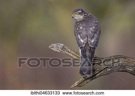 Eurasian sparrowhawk (Accipiter nisus), female sitting on branch, biosphere reserve Mittelelbe, Saxony-Anhalt, Germany, Europe View Large Photo Image Stock Image - Eurasian sparrowhawk (Accipiter nisus), female sitting on branch, biosphere reserve Mittelelbe, Saxony-Anhalt, Germany, Europe. Fotosearch