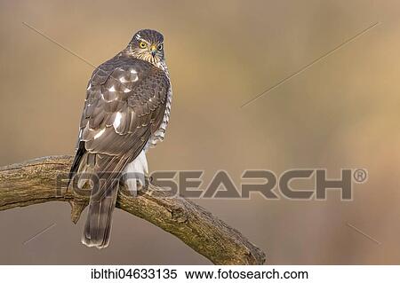 Eurasian sparrowhawk (Accipiter nisus), female sitting on branch, biosphere reserve Mittelelbe, Saxony-Anhalt, Germany, Europe View Large Photo Image Stock Photography - Eurasian sparrowhawk (Accipiter nisus), female sitting on branch, biosphere reserve Mittelelbe, Saxony-Anhalt, Germany, Europe. Fotosearch