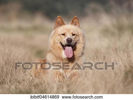 Eurasier male 3 years old, Germany, Europe View Large Photo Image Stock Photo - Eurasier male 3 years old, Germany, Europe. Fotosearch