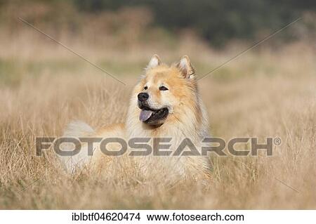 Eurasier, male, 9 years old, lies on the meadow, North Rhine-Westphalia, Germany, Europe View Large Photo Image Picture - Eurasier, male, 9 years old, lies on the meadow, North Rhine-Westphalia, Germany, Europe. Fotosearch
