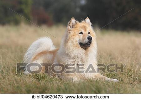 Stock Image - Eurasier, male, 9 years old, lies on the meadow, North Rhine-Westphalia, Germany, Europe. Fotosearch