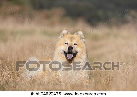 Eurasier, male, 9 years old, lies on the meadow, North Rhine-Westphalia, Germany, Europe View Large Photo Image Stock Photography - Eurasier, male, 9 years old, lies on the meadow, North Rhine-Westphalia, Germany, Europe. Fotosearch