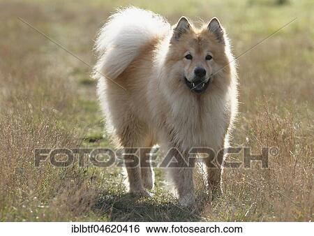 Eurasier, male, 9 years old, on one way, North Rhine-Westphalia, Germany, Europe View Large Photo Image Stock Photograph - Eurasier, male, 9 years old, on one way, North Rhine-Westphalia, Germany, Europe. Fotosearch
