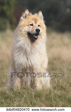 Eurasier, male, 9 years old, sits on the meadow, North Rhine-Westphalia, Germany, Europe View Large Photo Image Stock Image - Eurasier, male, 9 years old, sits on the meadow, North Rhine-Westphalia, Germany, Europe. Fotosearch